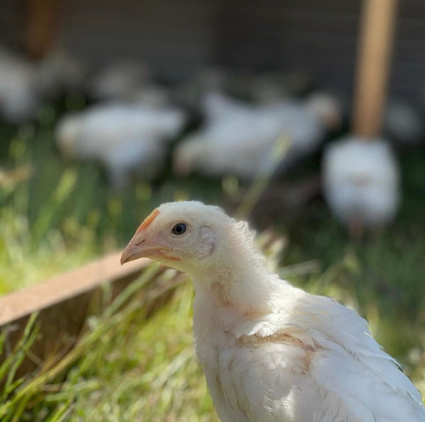 Chicken Farm Share Payments