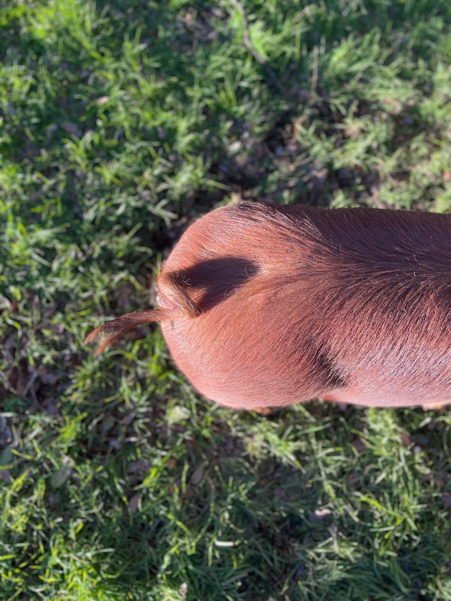 1/2 Pork Share Deposit